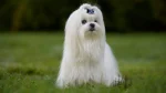 Maltese Dog photo