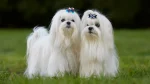 Maltese Dog photo