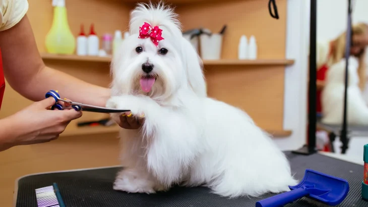 Maltese Dog photo