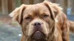 Mammut Bulldog Dog photo