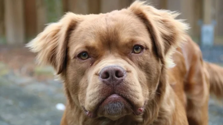 Mammut Bulldog Dog photo