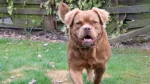 Mammut Bulldog Dog photo