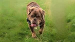 Mammut Bulldog Dog photo