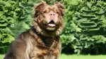 Mammut Bulldog Dog photo