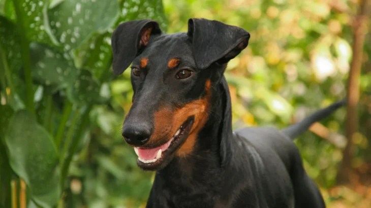 Manchester Terrier Dog photo