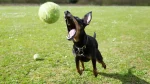 Manchester Terrier Dog photo