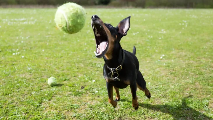 Manchester Terrier Dog photo