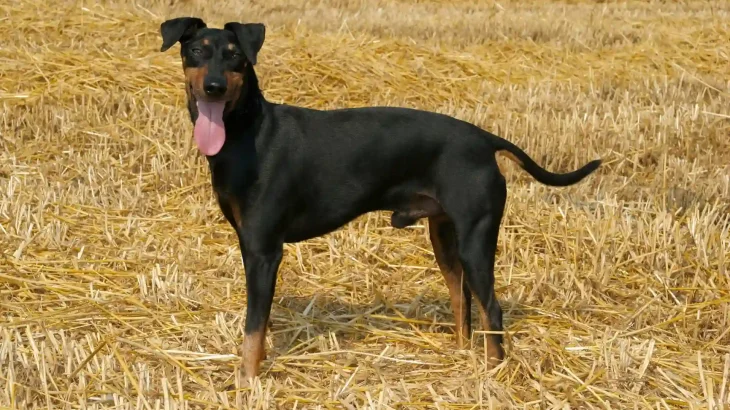 Manchester Terrier Dog photo