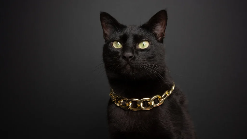 Mandalay Cat photo