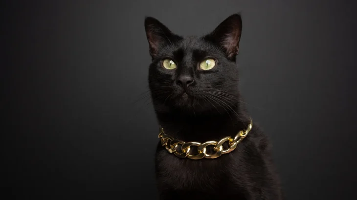 Mandalay Cat photo