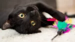 Mandalay Cat photo