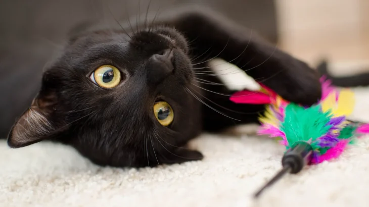 Mandalay Cat photo