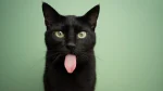 Mandalay Cat photo