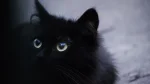 Mandalay Cat photo