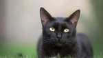 Mandalay Cat photo
