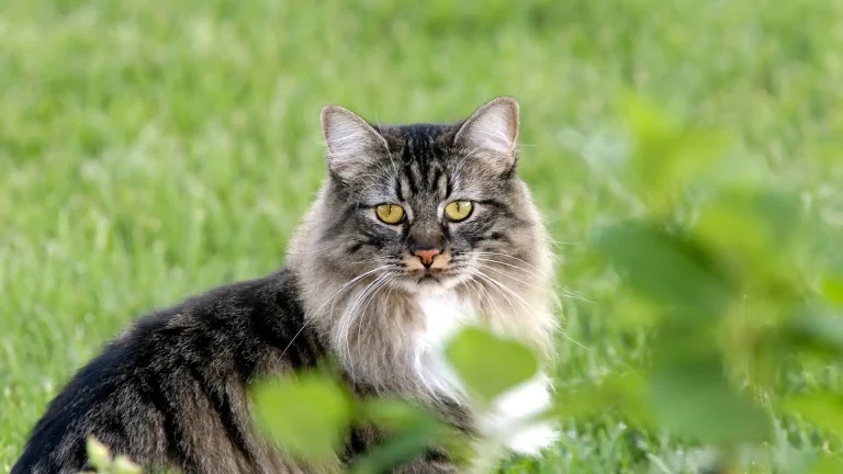 Manx Longhair Cat photo