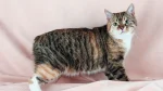 Manx Longhair Cat photo