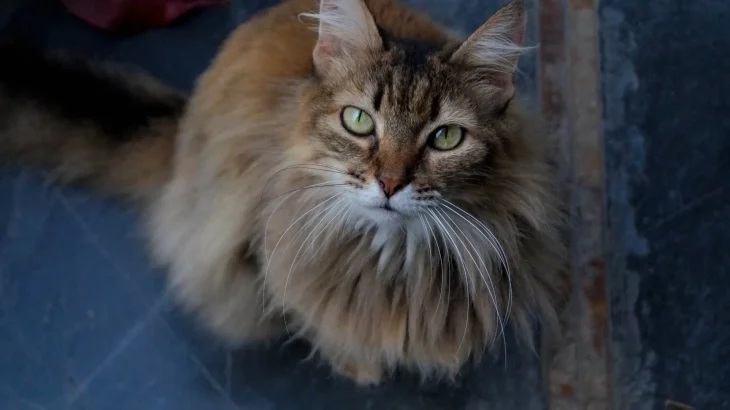Manx Longhair Cat photo