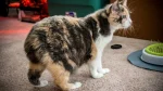 Manx Longhair Cat photo