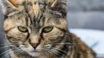 Manx Cat photo