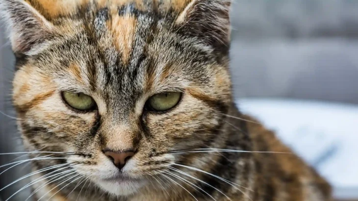 Manx Cat photo