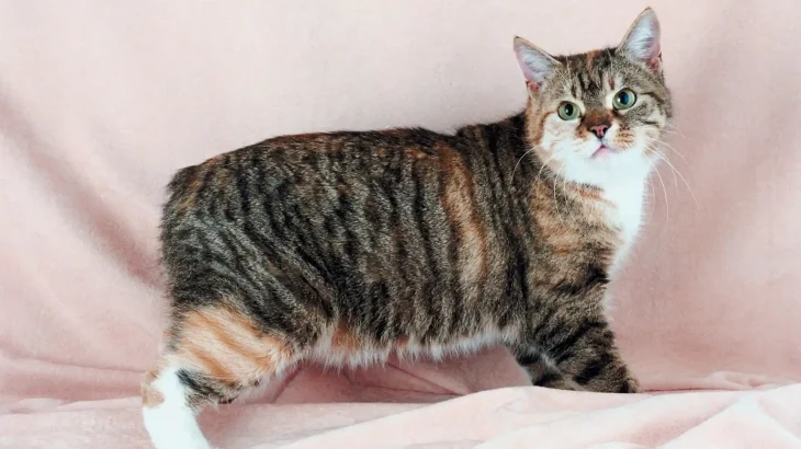 Manx Cat photo