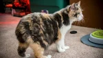 Manx Cat photo