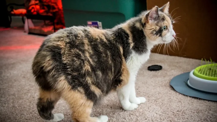 Manx Cat photo