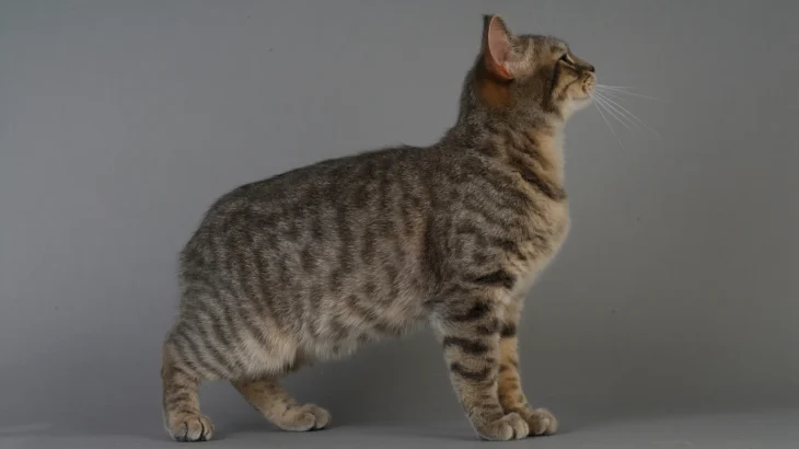 Manx Cat photo