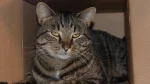 Manx Cat photo