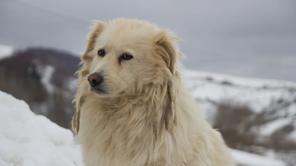 Maremma Sheepdog Dog photo