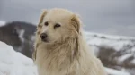 Maremma Sheepdog Dog photo