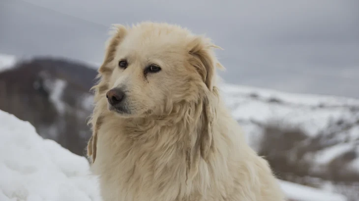 Maremma Sheepdog Dog photo