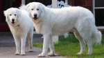 Maremma Sheepdog Dog photo