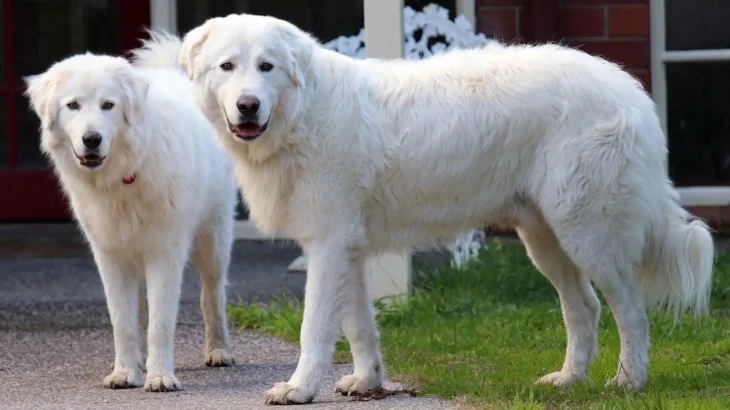 Maremma Sheepdog Dog photo