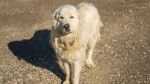 Maremma Sheepdog Dog photo