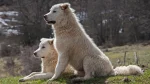 Maremma Sheepdog Dog photo