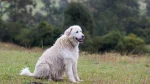 Maremma Sheepdog Dog photo
