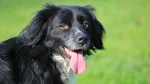 Markiesje Dog photo