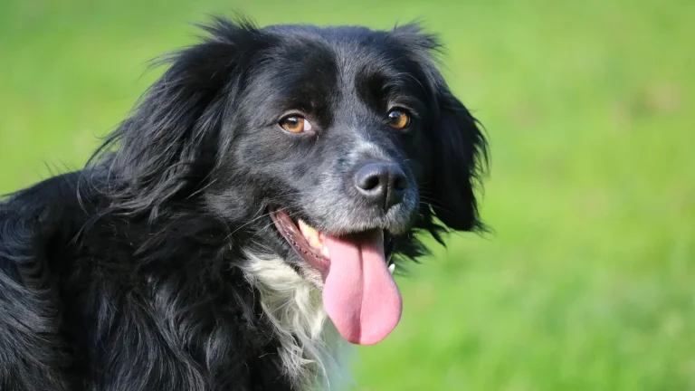 Markiesje Dog photo