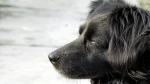 Markiesje Dog photo