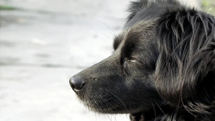 Markiesje Dog photo