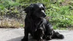 Markiesje Dog photo