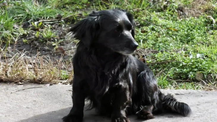 Markiesje Dog photo