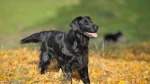 Markiesje Dog photo
