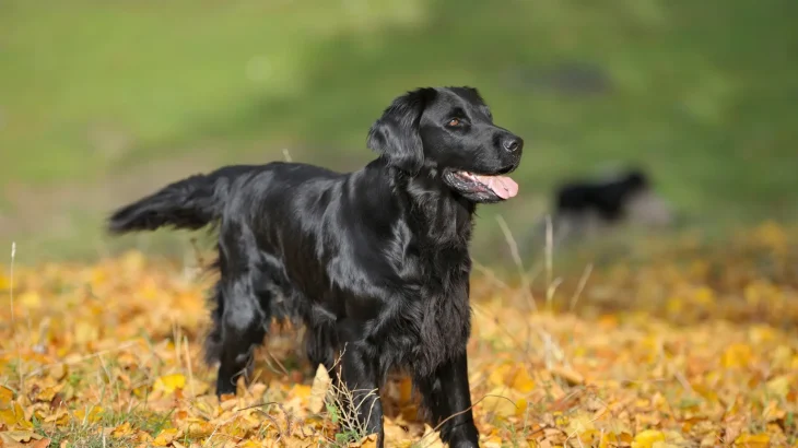 Markiesje Dog photo