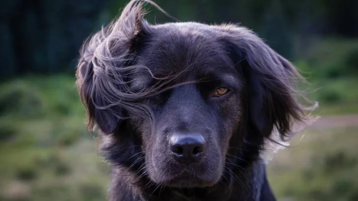 Markiesje Dog photo