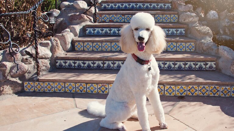 Medium Poodle Dog photo