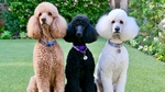 Medium Poodle Dog photo