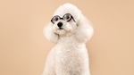 Medium Poodle Dog photo